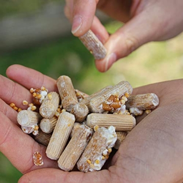 Premium Shiitake Mushroom Plug Spawn for Outdoor Growth