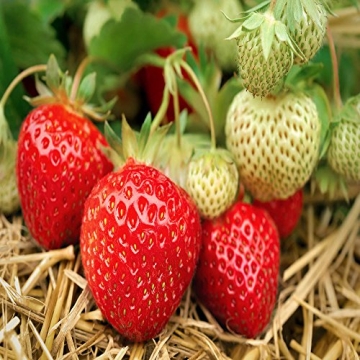 Hand Picked Nursery Seascape Beauty Everbearing Strawberry Plants Live for Planting, Non-GMO Live Ou...