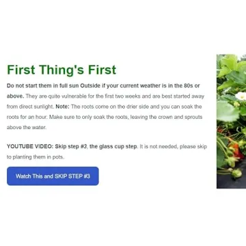 Seascape Everbearing Strawberry Plants - 10 Live Non-GMO