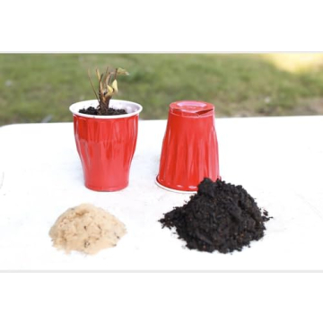 Seascape Everbearing Strawberry Plants - 10 Live Non-GMO