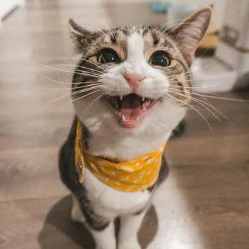 Petpost | Cat Ear Cleaner - Best Ear Remedy for Cats - Natural Coconut Oil Treatment Drops - Alcohol & Medicine Free - 8 oz.