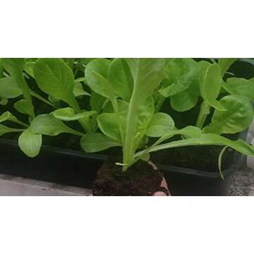 Ladbrooke Authentic Soil Block Maker - Multi 35 Commercial Long Handle, Made in England