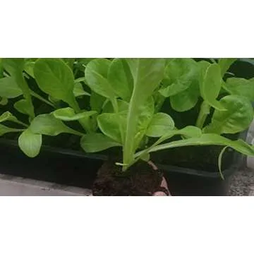 Ladbrooke Authentic Soil Block Maker - Multi 35 Commercial Long Handle, Made in England