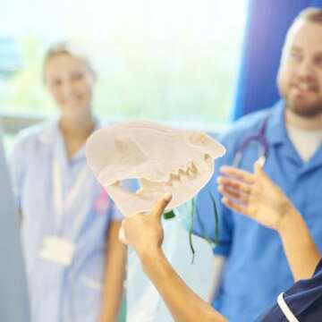 VOSAREA Fox Skull, Resin Realistic Animal Skull Bones Fox Skeleton Bone Specimen Model for Home Collectible Decoration Carnival Party