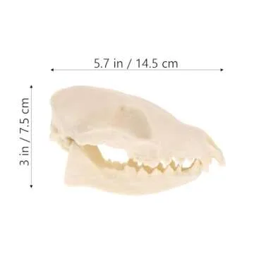 VOSAREA Fox Skull, Resin Realistic Animal Skull Bones Fox Skeleton Bone Specimen Model for Home Collectible Decoration Carnival Party