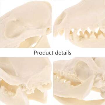 VOSAREA Fox Skull, Resin Realistic Animal Skull Bones Fox Skeleton Bone Specimen Model for Home Collectible Decoration Carnival Party