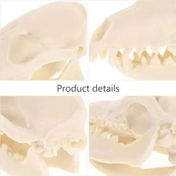 VOSAREA Fox Skull, Resin Realistic Animal Skull Bones Fox Skeleton Bone Specimen Model for Home Collectible Decoration Carnival Party