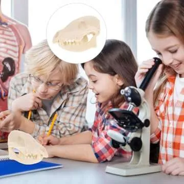 VOSAREA Fox Skull, Resin Realistic Animal Skull Bones Fox Skeleton Bone Specimen Model for Home Collectible Decoration Carnival Party