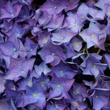 Vibrant 2 Gallon Proven Winners Hydrangea Let's Dance Rhythmic Blue Shrub for Stunning Gardens