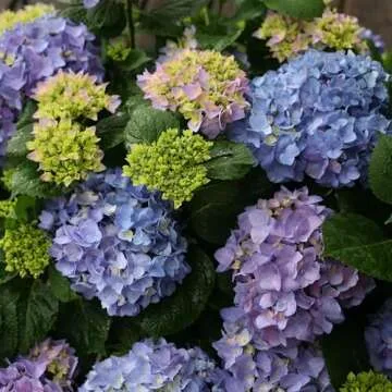 Proven Winners Hydrangea Let's Dance Rhythmic Blue | 2 Gallon