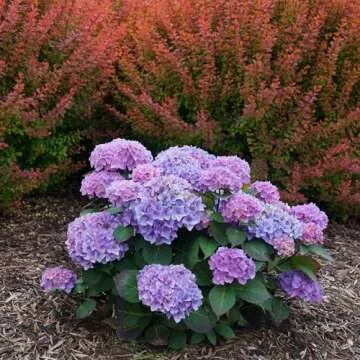 Proven Winners Hydrangea Let's Dance Rhythmic Blue | 2 Gallon
