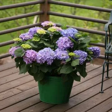 Proven Winners Hydrangea Let's Dance Rhythmic Blue | 2 Gallon