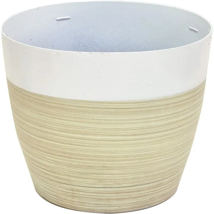 Indoor Snake Plant - Air Purifying Houseplant