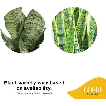 Indoor Snake Plant - Air Purifying Houseplant