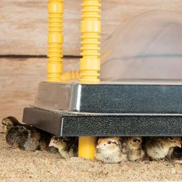Premier 1 Chick Heating Plate Kit - Includes Anti-Perch Cover! Warms Up to 50 Chicks - 16"x24"