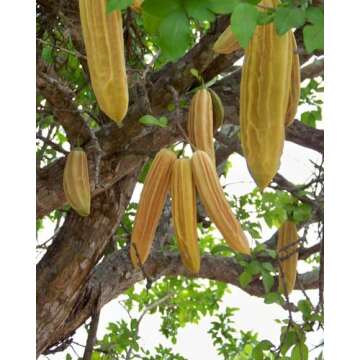 Parmentiera Edulis Aculeata GUAJILOTE Edible & Sweet Tropical Fruit 5 Seeds RARE