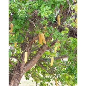 Parmentiera Edulis Aculeata GUAJILOTE Edible & Sweet Tropical Fruit 5 Seeds RARE