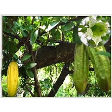 Parmentiera Edulis Aculeata GUAJILOTE Edible & Sweet Tropical Fruit 5 Seeds RARE