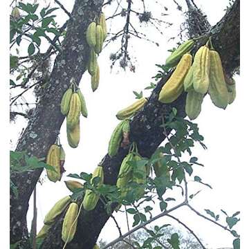 Parmentiera Edulis Aculeata GUAJILOTE Edible & Sweet Tropical Fruit 5 Seeds RARE