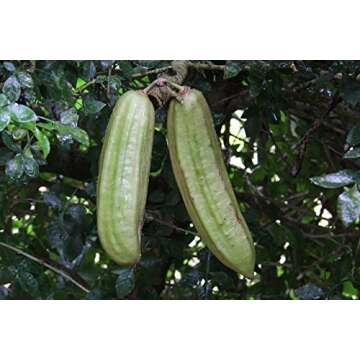 Parmentiera Edulis Aculeata GUAJILOTE Edible & Sweet Tropical Fruit 5 Seeds RARE
