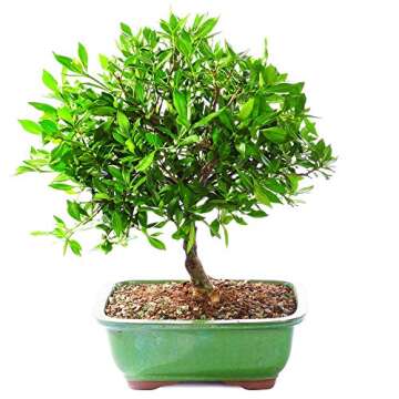 Brussel's Bonsai Live Satsuki Azalea Flowering Bonsai Tree - Small, 5 Years, 5 to 8 in - Outdoor Bon...