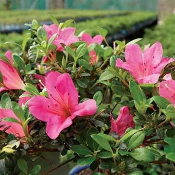 Brussel's Bonsai Live Satsuki Azalea Flowering Bonsai Tree - Small, 5 Years, 5 to 8 in - Outdoor Bonsai in Ceramic Bonsai Pot