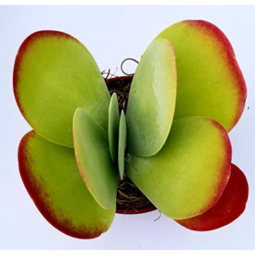 Fat Plants San Diego Live Succulent Cacti Collection