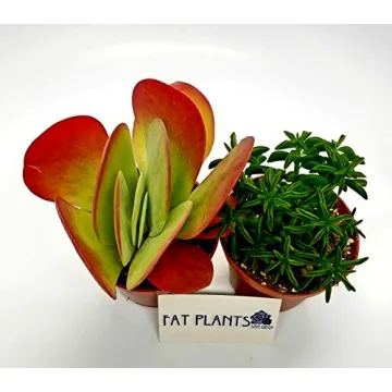 Fat Plants San Diego Live Succulent Cacti Collection