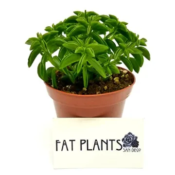 Fat Plants San Diego Live Succulent Cacti Collection