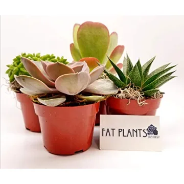 Fat Plants San Diego Live Succulent Cacti Collection