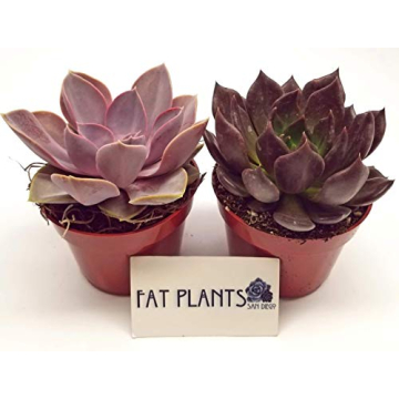 Fat Plants San Diego Live Succulent Cacti Collection