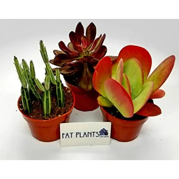 Fat Plants San Diego Live Succulent Cacti Collection