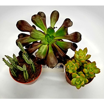 Fat Plants San Diego Live Succulent Cacti Collection