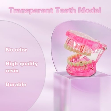 Windplusya Transparent Teeth Model for Educators and Patients
