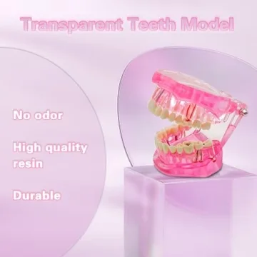 Windplusya Transparent Teeth Model for Educators and Patients