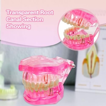 Windplusya Transparent Teeth Model for Educators and Patients