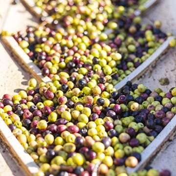 Calivirgin White Truffle Olive Oil - White Truffle Infused Extra Virgin Olive Oil - Cold Pressed Oli...