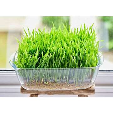 Buy Non-GMO 4 Ounce Cat Grass Seeds for Fast Growth