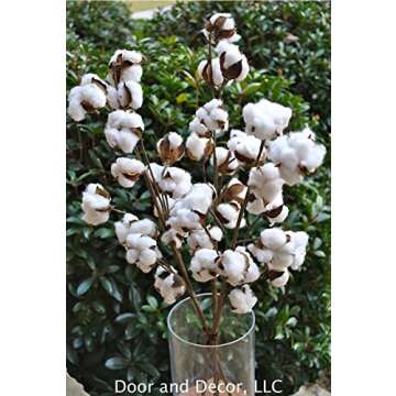 Set of 3 Rustic Cotton Stems with 15-18 Cotton Bolls per Stem and 30-31 inches Tall Farmhouse Style