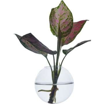 Dubee 4 Pcs Glass Wall Hanging Planter Terrariums,Hanging Wall Vases for Plants Indoor,Glass Plant Containers for Air Plant,Succulents and Candle Display.