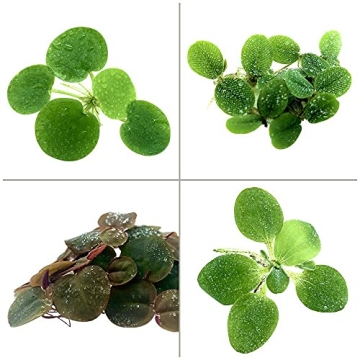 Aquarigram Floating Plant Combo Pack for Lively Aquariums