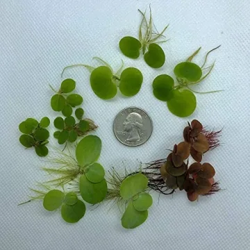 Aquarigram Floating Plant Combo Pack for Lively Aquariums