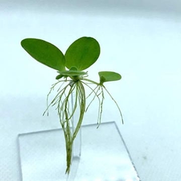 Aquarigram Floating Plant Combo Pack for Lively Aquariums