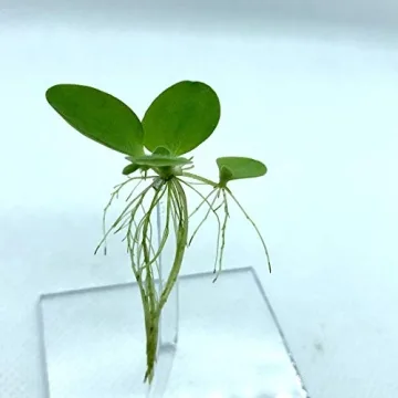 Aquarigram Floating Plant Combo Pack for Lively Aquariums