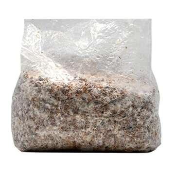 Root Mushroom Farm Wine Cap Grain Spawn for Outdoor Cultivation