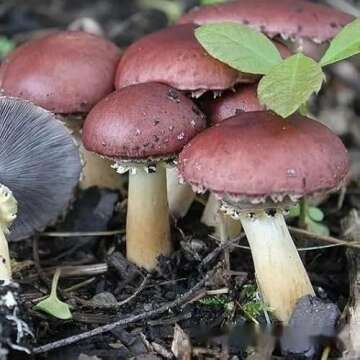 Root Mushroom Farm Wine Cap Grain Spawn for Outdoor Cultivation