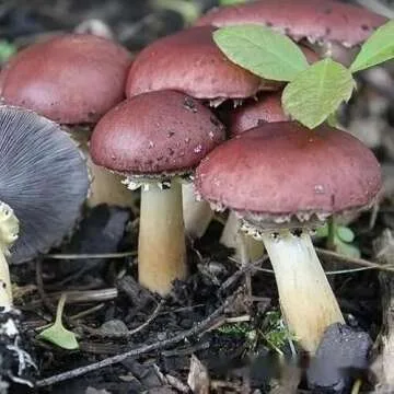 Root Mushroom Farm Wine Cap Grain Spawn for Outdoor Cultivation