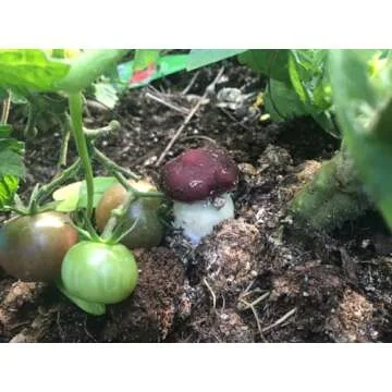 Root Mushroom Farm Wine Cap Grain Spawn for Outdoor Cultivation