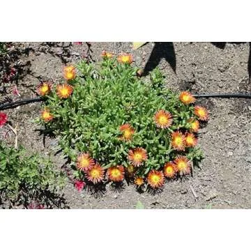 DripWorks 1/4" Soaker Dripline - Efficient Irrigation Solution