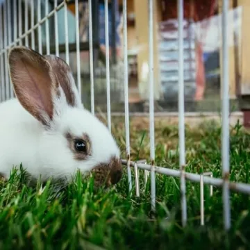 Buy AAGUT 25 Pack Heavy Duty Garden Stakes, 12 Inch